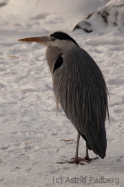 Grey heron, Wuppertal Zoo