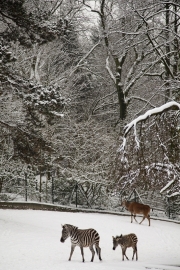 Zebra, Wuppertal Zoo