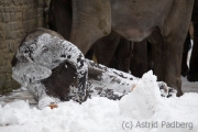 African elephant, Wuppertal Zoo