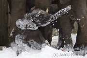 African elephant, Wuppertal Zoo