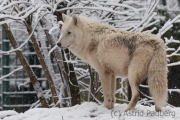 Arctic wolf, Wuppertal Zoo