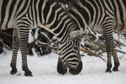 Zebras, Wuppertal Zoo