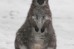 Bennettskänguru;Macropus rufogriseus, Wuppertal Zoo