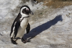 Jackass penguin, Wuppertal Zoo
