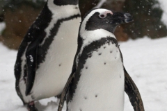 Jackass penguin, Wuppertal Zoo