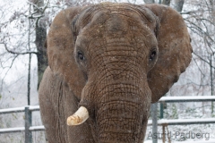 African elephant, Wuppertal Zoo