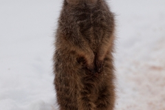 Meerkat, Leipzig Zoo