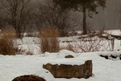 Spotted hyena, Leipzig Zoo