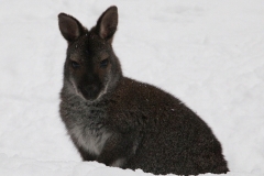 Bennettskänguru;Macropus rufogriseus, Wuppertal Zoo