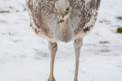 Greater rhea, Wuppertal zoo