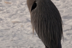Grey heron, Wuppertal Zoo