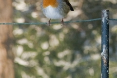 Robin