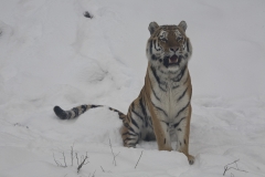 Tiger, Wuppertal Zoo