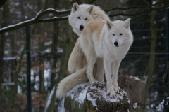Arctic wolf, Wuppertal Zoo