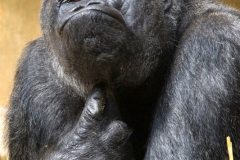 Gorilla