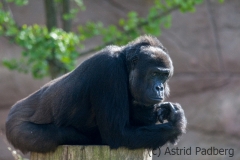 gorilla_3867_web_web