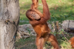 Sumatra-Orang-Utan (Pongo abelii)