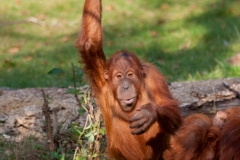 Sumatra-Orang-Utan (Pongo abelii)