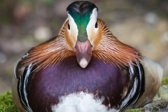 Mandarin duck; Aix galericulata, Gossau Tierpark (CH)