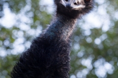 Dromaiidae, Dromaius