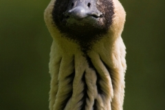 Hawaiian goose, Wuppertal Zoo