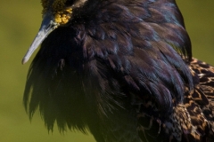 Rruff, Calidris pugnax