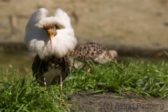 Rruff, Calidris pugnax