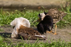 Rruff, Calidris pugnax