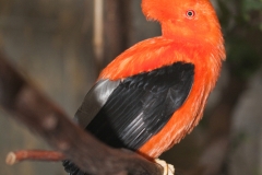 Anden-Felsenhahn;Rupicola peruviana