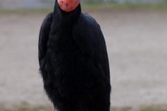 Nördlicher Hornrabe