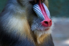 Mandrill; Papio sphinx