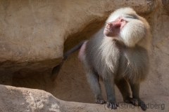 Mantelpavian; Papio hamadryas; Hamadryas baboon