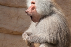 Mantelpavian; Papio hamadryas; Hamadryas baboon