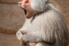 Mantelpavian; Papio hamadryas; Hamadryas baboon