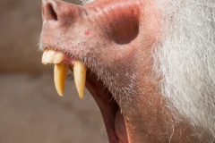 Mantelpavian; Papio hamadryas; Hamadryas baboon