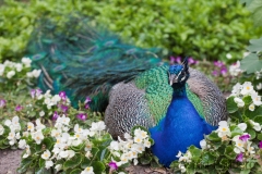 Pfau