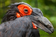 Südlicher Hornrabe; southern ground hornbill; Bucorvus leadbeat