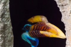 Helmhornvogel; Aceros cassidix; Knobbed Hornbill