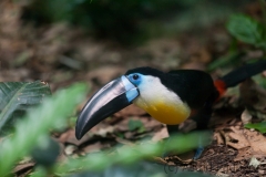 Dottertukan; channel-billed toucan; Ramphastos vitellinus