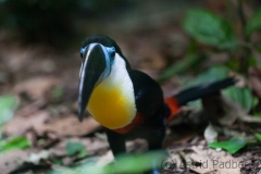 Dottertukan; channel-billed toucan; Ramphastos vitellinus