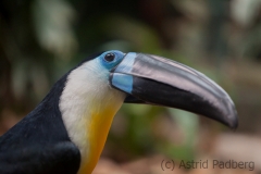 Dottertukan; channel-billed toucan; Ramphastos vitellinus