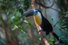Dottertukan; channel-billed toucan; Ramphastos vitellinus
