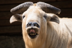 zoo_breslau_goldtakin_1853-2_web-1