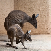 Western grey kangaroo, Basel Zoo