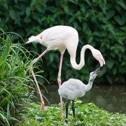 Greater flamingo, Basel Zoo