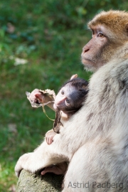 Barbary macaque, Zoo Rheine