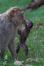 Barbary macaque, Zoo Rheine