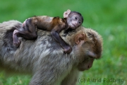 Barbary macaque, Zoo Rheine