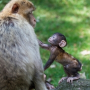 Barbary macaque, Rheine Zoo