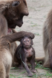 Gelada, Theropithecus gelada, Rheine Zoo